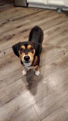 Found/Stray Male Dog last seen Oltorf, Austin, TX 78741