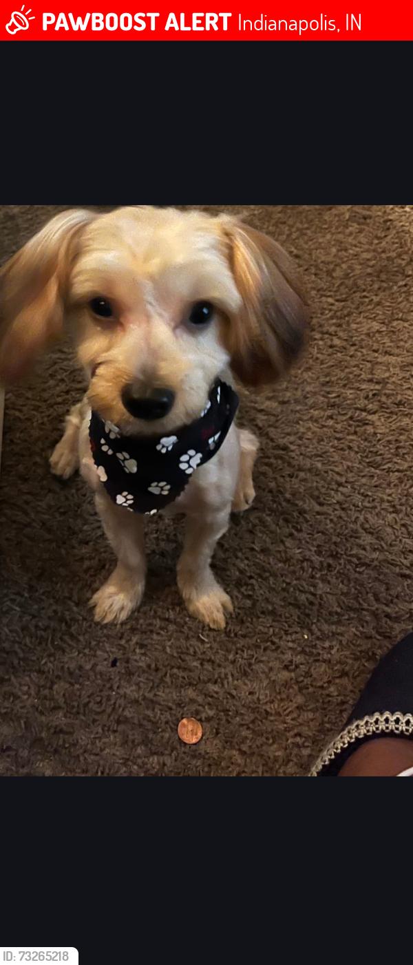 Lost Male Dog last seen Centennial and Groff, Indianapolis, IN 46222