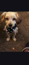 Lost Male Dog last seen Centennial and Groff, Indianapolis, IN 46222