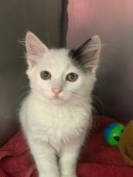 Shelter Stray Female Cat last seen Bexar County, 3353 Morningside Dr, New Braunfels, TX 78132, USA