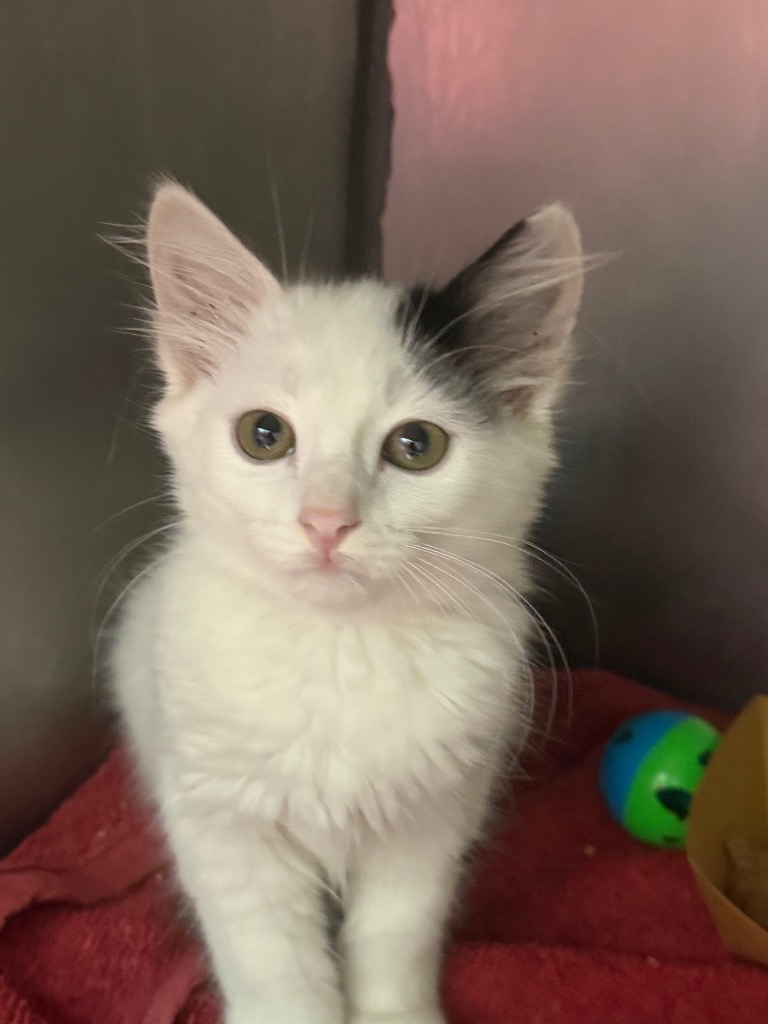 Shelter Stray Female Cat last seen Bexar County, 3353 Morningside Dr, New Braunfels, TX 78132, USA