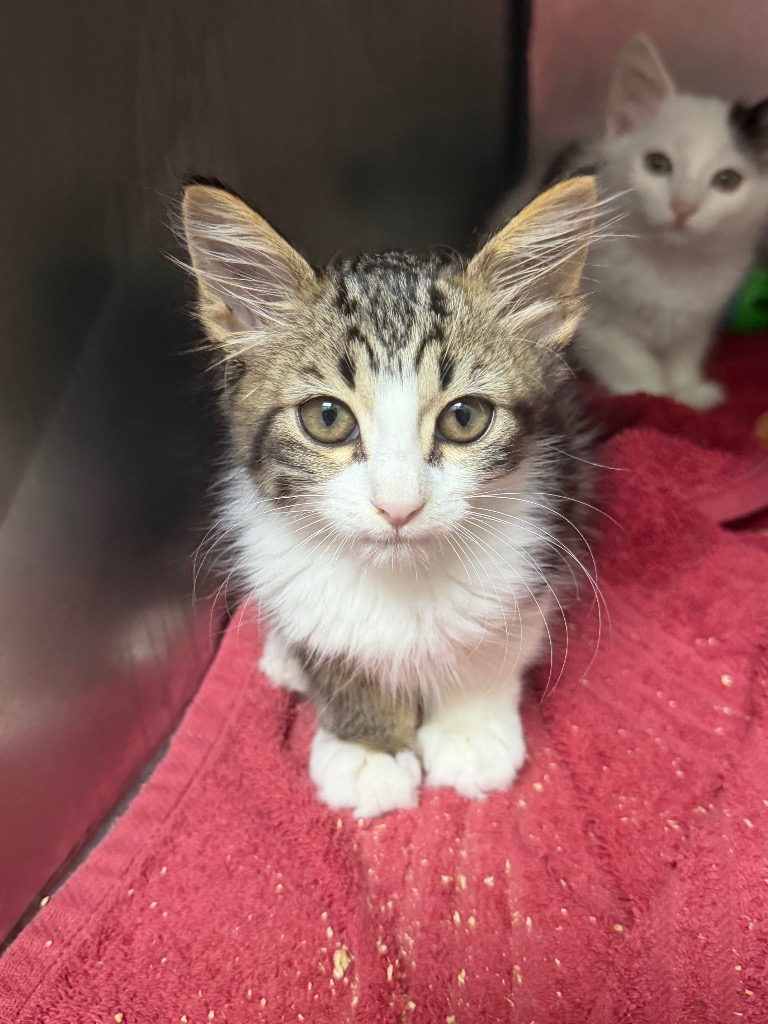 Shelter Stray Female Cat last seen Bexar County, 3353 Morningside Dr, New Braunfels, TX 78132, USA