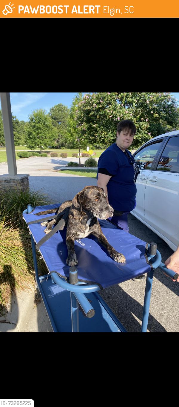 Found/Stray Female Dog last seen White pond road, Elgin, SC 29045