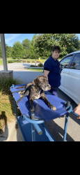 Found/Stray Female Dog last seen White pond road, Elgin, SC 29045