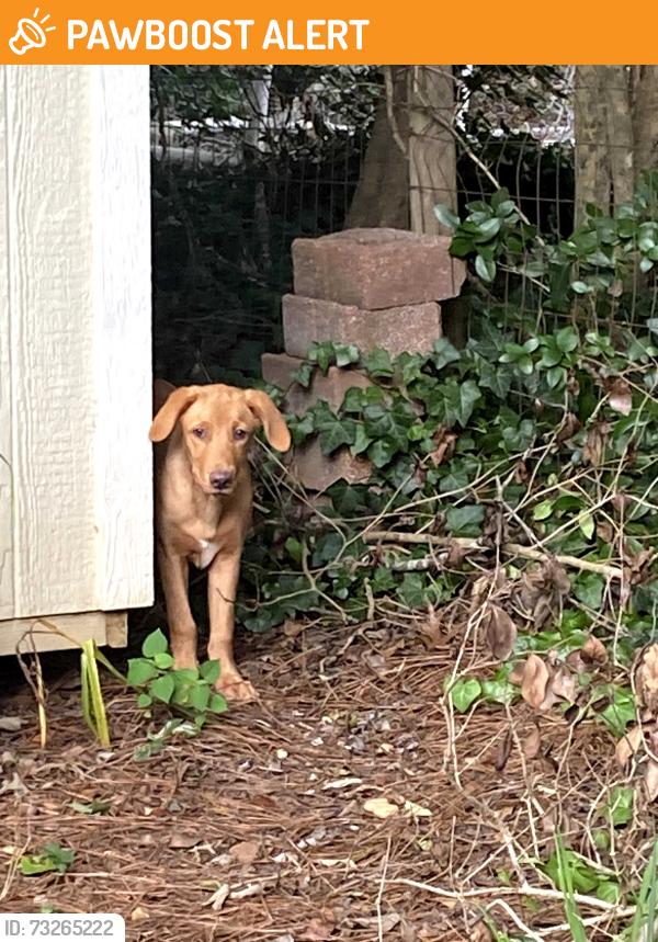 Found/Stray Female Dog last seen Near Rivermist and Killian Ridge in Killian Forest, Gwinnett County, GA 30047