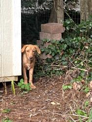 Found/Stray Female Dog last seen Near Rivermist and Killian Ridge in Killian Forest, Gwinnett County, GA 30047