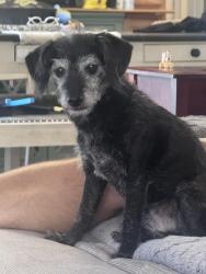 Found/Stray Female Dog last seen Crabapple dr, Heather dr, Henderson, NV 89002