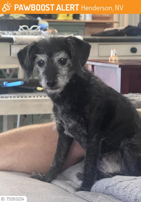 Found/Stray Female Dog last seen Crabapple dr, Heather dr, Henderson, NV 89002