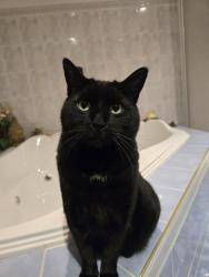 Reunited Male Cat last seen Rue des cerisiers, Châteauguay, QC J6J 1N9