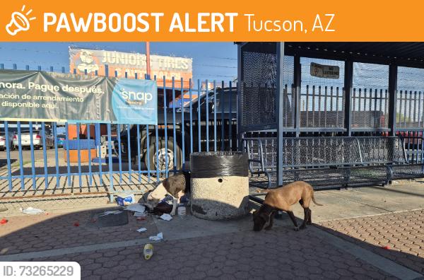 Found/Stray Unknown Dog last seen 6th ave and Michigan st. Bus station, Tucson, AZ 85714