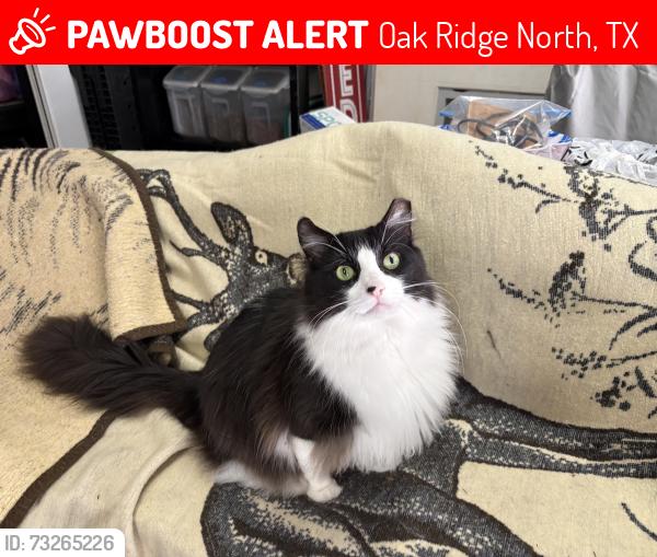 Lost Male Cat last seen Harlan Lane, Oak Ridge North, TX 77385