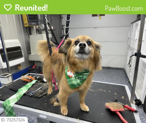 Reunited Male Dog last seen Right next to Georgetown college, Georgetown, KY 40324