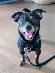 Shelter Stray Male Dog last seen CHARLOTTE, 8315 Byrum Dr, Charlotte, NC 28217, USA