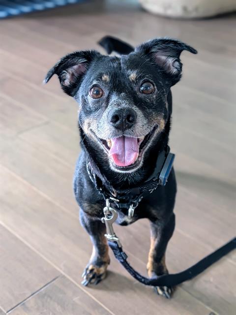 Shelter Stray Male Dog last seen CHARLOTTE, 8315 Byrum Dr, Charlotte, NC 28217, USA