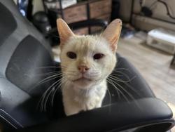 Shelter Stray Female Cat last seen CHARLOTTE, 8315 Byrum Dr, Charlotte, NC 28217, USA