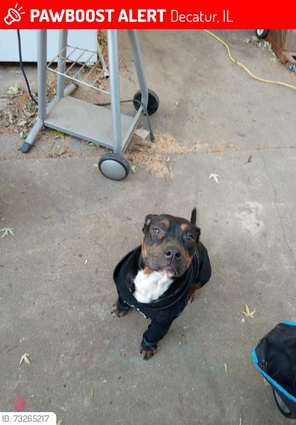 Lost Female Dog last seen VANDERHOOF ,16TH, JASPER, Decatur, IL 62521