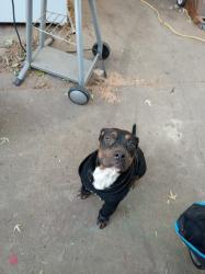 Lost Female Dog last seen VANDERHOOF ,16TH, JASPER, Decatur, IL 62521