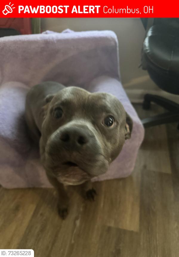 Lost Male Dog last seen James / Livingston, Columbus, OH 43209