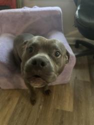 Lost Male Dog last seen James / Livingston, Columbus, OH 43209