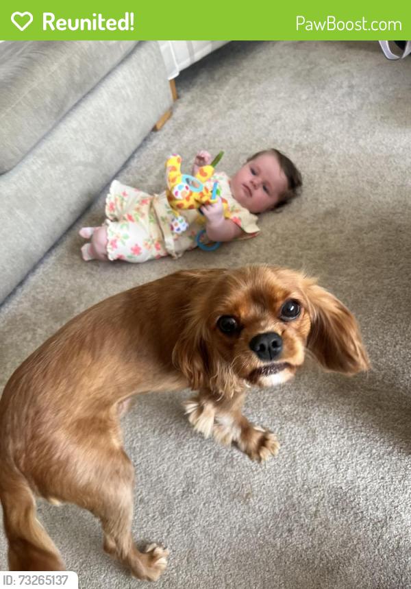 Reunited Male Dog last seen Near severn walk Winsford, Cheshire West and Chester, England CW7 3JG