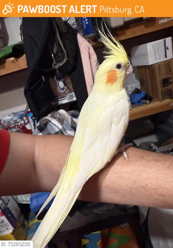 Found/Stray Unknown Bird last seen Bailey Road Pittsburg, Pittsburg, CA 94565
