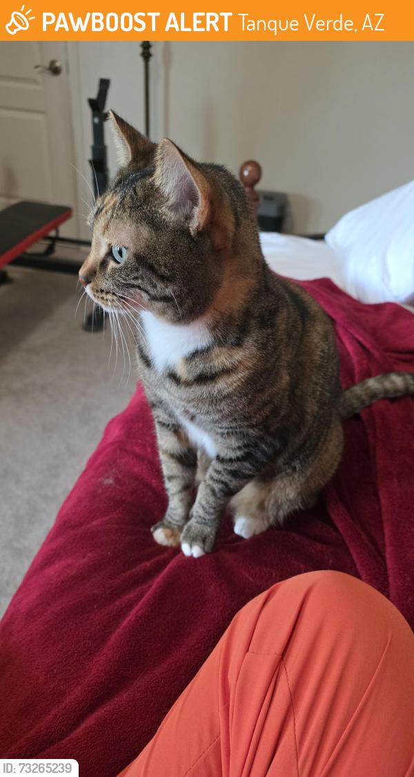 Found/Stray Female Cat last seen Catalina Hwy/ Tanque Verde, Tanque Verde, AZ 85749