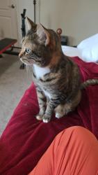 Found/Stray Female Cat last seen Catalina Hwy/ Tanque Verde, Tanque Verde, AZ 85749