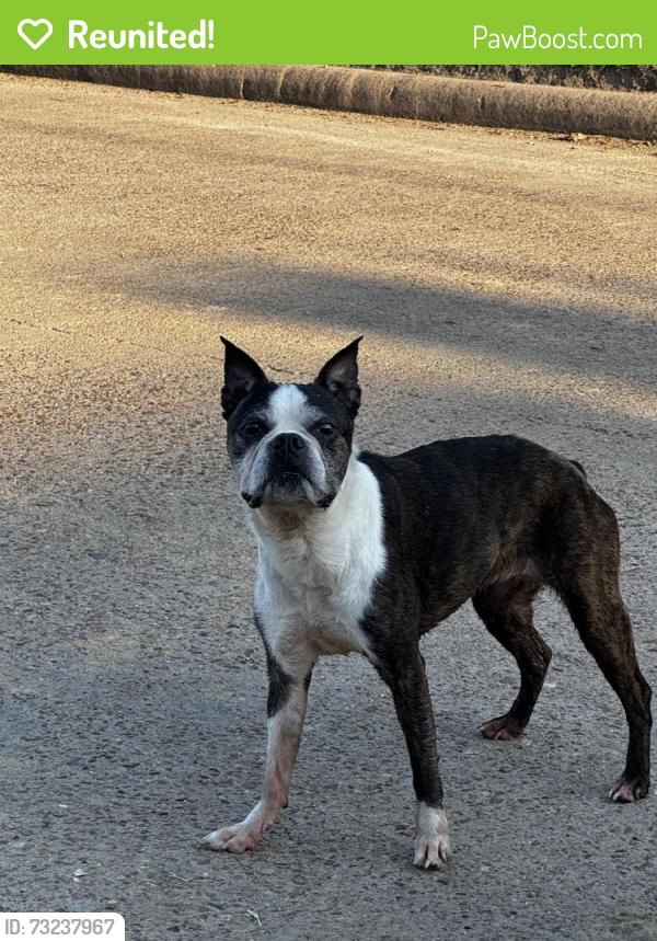 Reunited Female Dog last seen Antoine and long creek, Houston, TX 77088