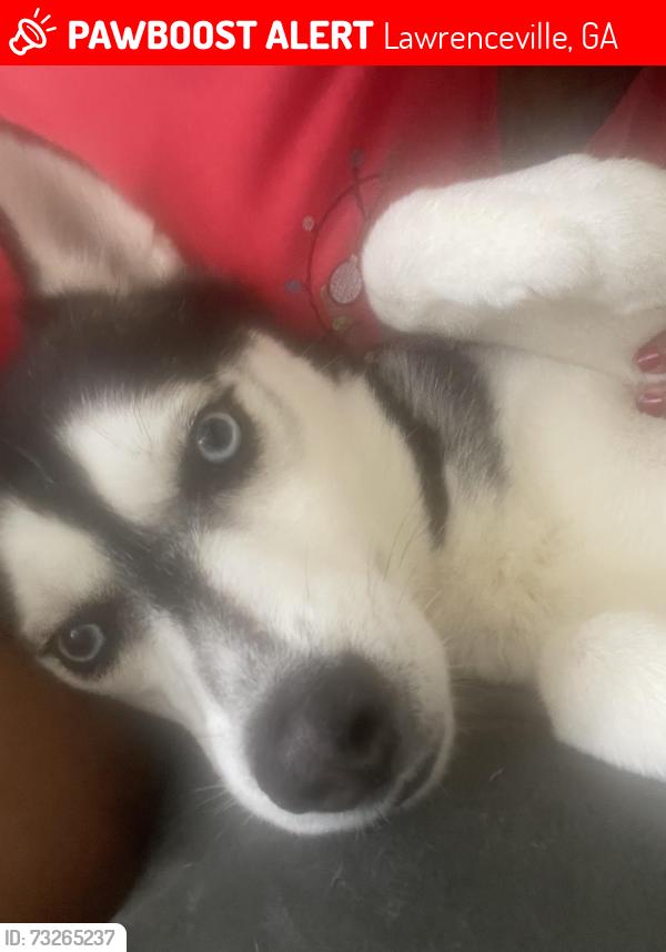 Lost Male Dog last seen Spring falls drive, Lawrenceville, GA 30045