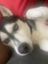 Lost Male Dog last seen Spring falls drive, Lawrenceville, GA 30045