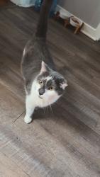Reunited Male Cat last seen Liberty st, Westminster, MD 21157