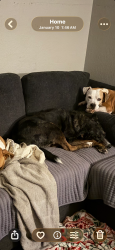 Reunited Female Dog last seen Periwinkle Dr/Summerfields Area, Fort Worth, TX 76137