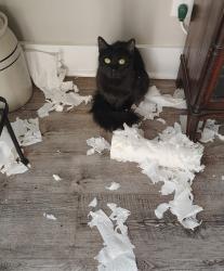 Lost Female Cat last seen Sky Ranch neeighborhood, Mobile, AL 36693