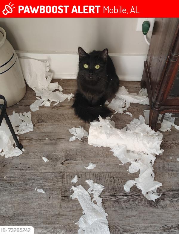 Lost Female Cat last seen Sky Ranch neeighborhood, Mobile, AL 36693
