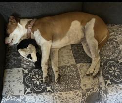 Reunited Female Dog last seen Periwinkle Dr/Summerfields Area, Fort Worth, TX 76137