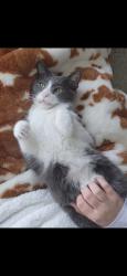 Lost Male Cat last seen Stanley Street and Hanmer Street East, Barrie, ON L4M 6V6