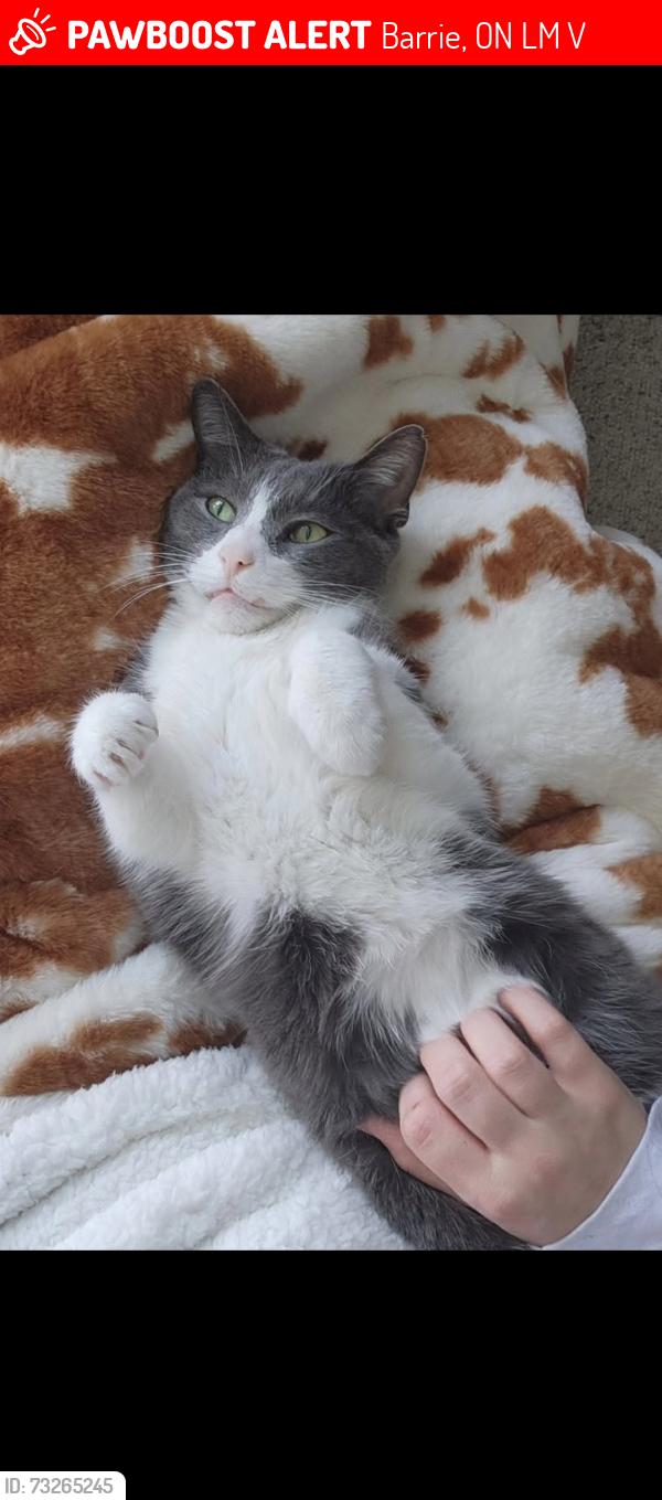 Lost Male Cat last seen Stanley Street and Hanmer Street East, Barrie, ON L4M 6V6