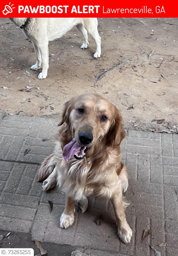Lost Male Dog last seen Woodington cricle, Lawrenceville, GA 30044
