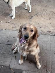 Lost Male Dog last seen Woodington cricle, Lawrenceville, GA 30044