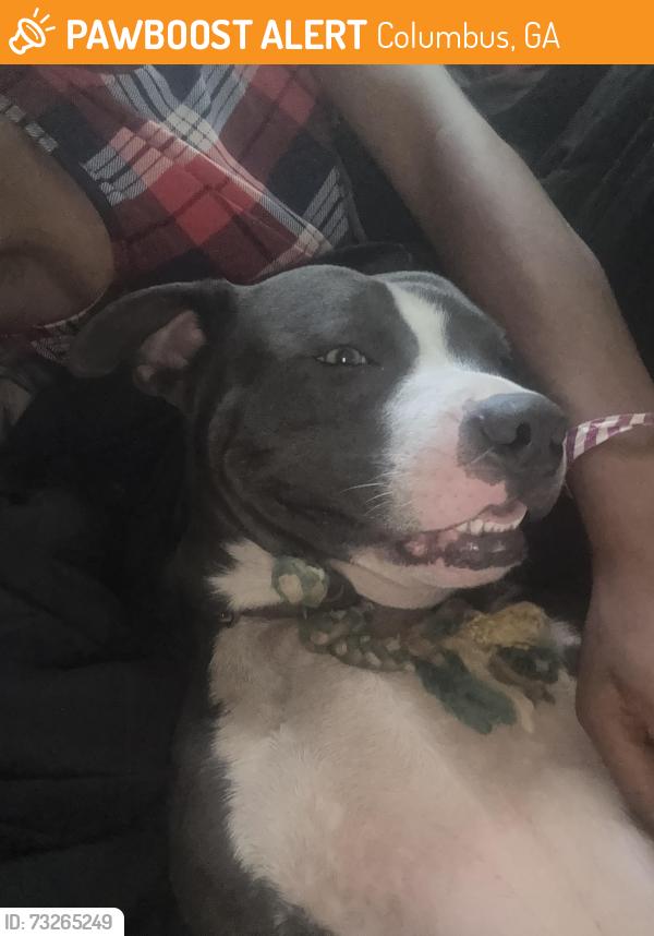 Found/Stray Male Dog last seen Lanier dr, Columbus, GA 31903