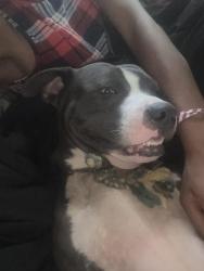 Found/Stray Male Dog last seen Lanier dr, Columbus, GA 31903