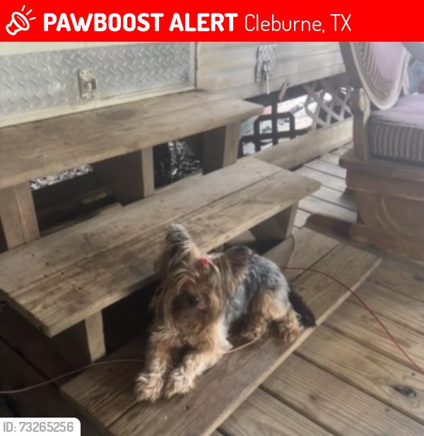 Lost Female Dog last seen In the curve of 4129 county rd 711, Cleburne, TX 76031