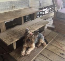 Lost Female Dog last seen In the curve of 4129 county rd 711, Cleburne, TX 76031