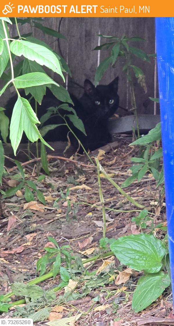 Found/Stray Male Cat last seen The 900 block of wakefield ave, Saint Paul, MN 55106
