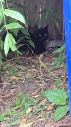 Found/Stray Male Cat last seen The 900 block of wakefield ave, Saint Paul, MN 55106
