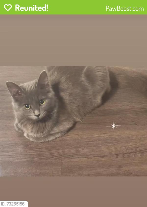 Reunited Female Cat last seen Chesnee Highway, Mayo Road, Mayo, SC 29368