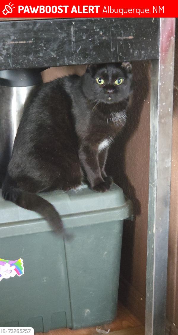 Lost Female Cat last seen 98th and Benavidez, Albuquerque, NM 87121
