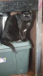 Lost Female Cat last seen 98th and Benavidez, Albuquerque, NM 87121