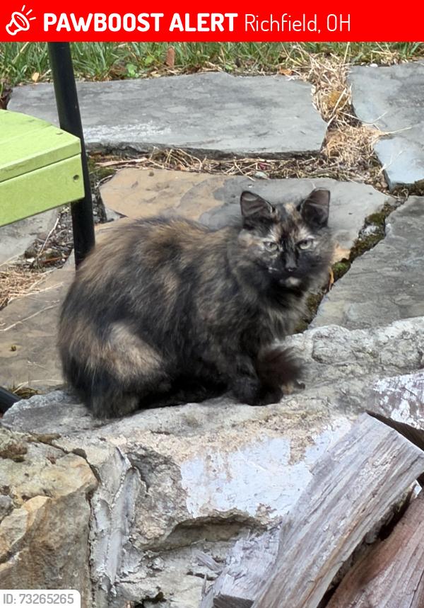 Lost Female Cat last seen W Streetsboro and Black Rd, Richfield, OH 44286
