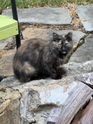 Lost Female Cat last seen W Streetsboro and Black Rd, Richfield, OH 44286